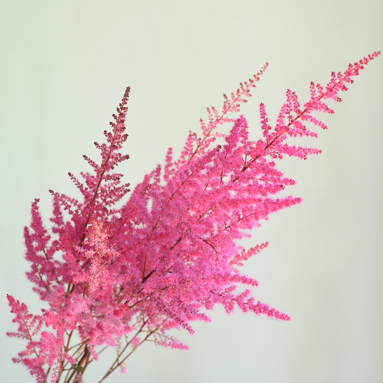 Astilbe - Mighty Chocolate Cherry