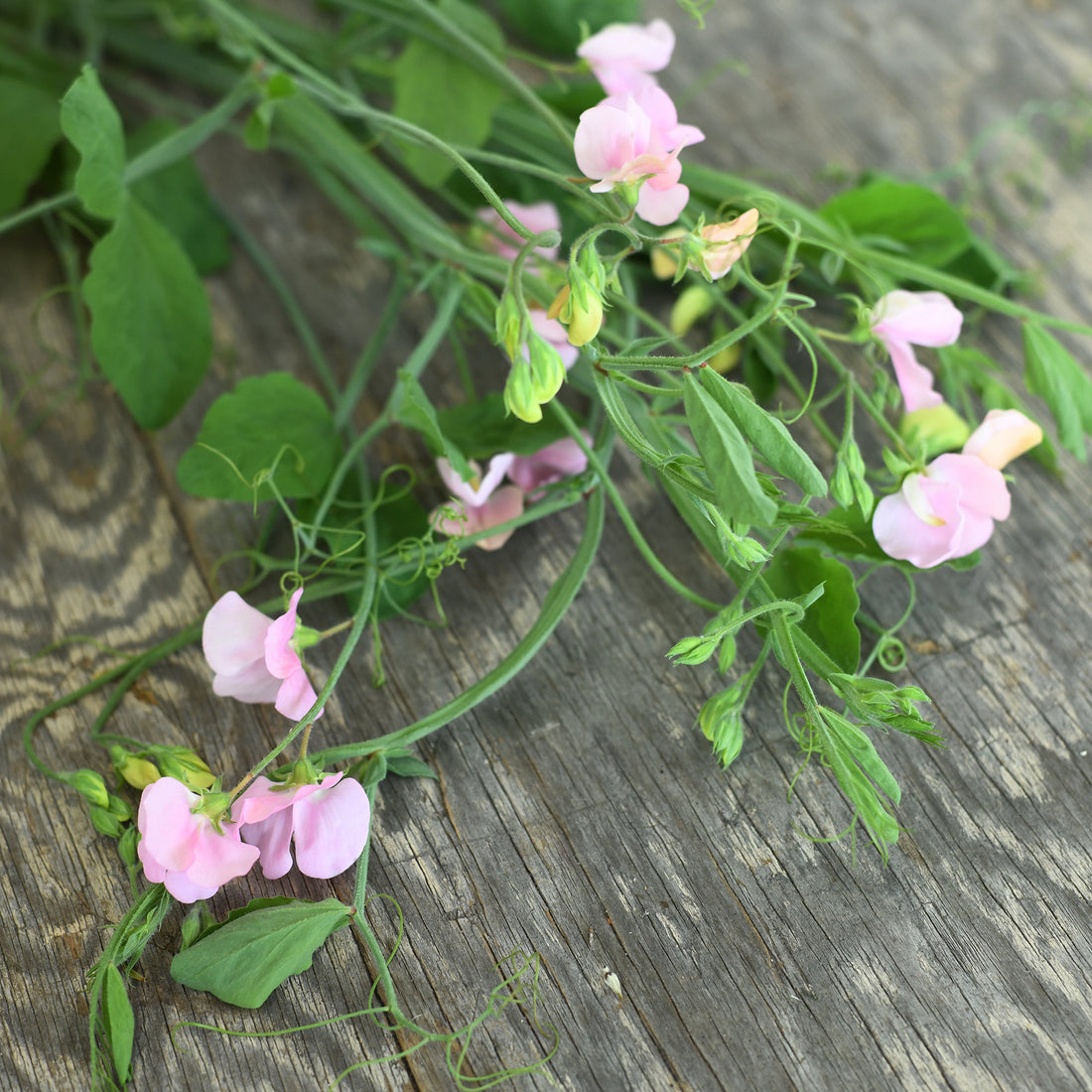 Sweet Pea, vining - Prima Donna