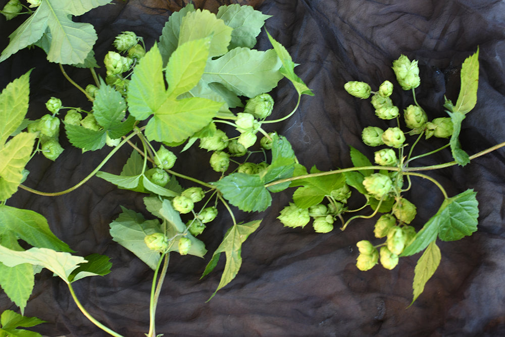 Hops