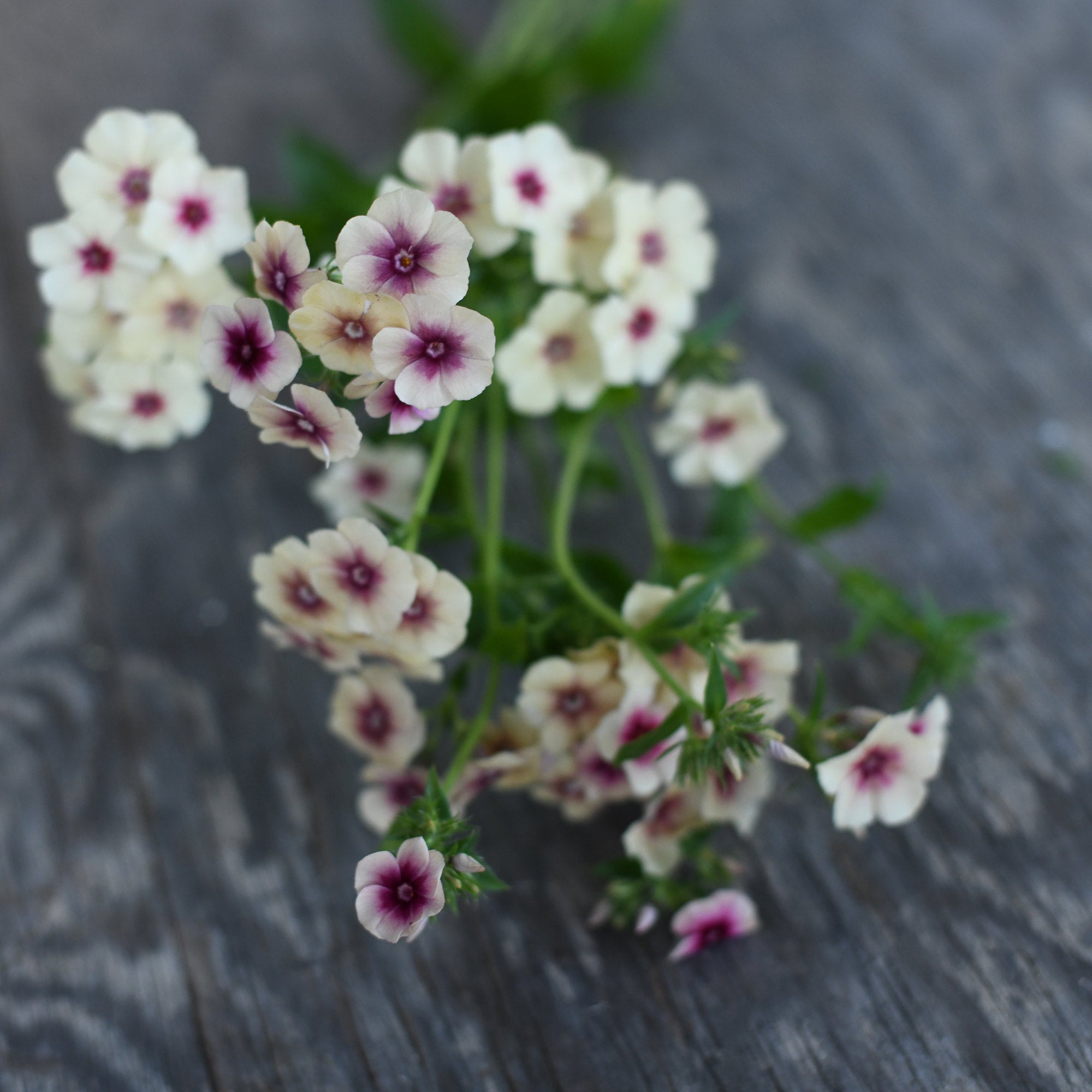 Phlox - Cherry Caramel