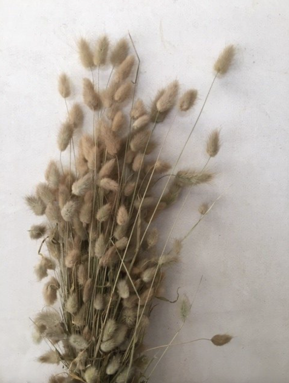 Bunny Tails Dried (10 stems)