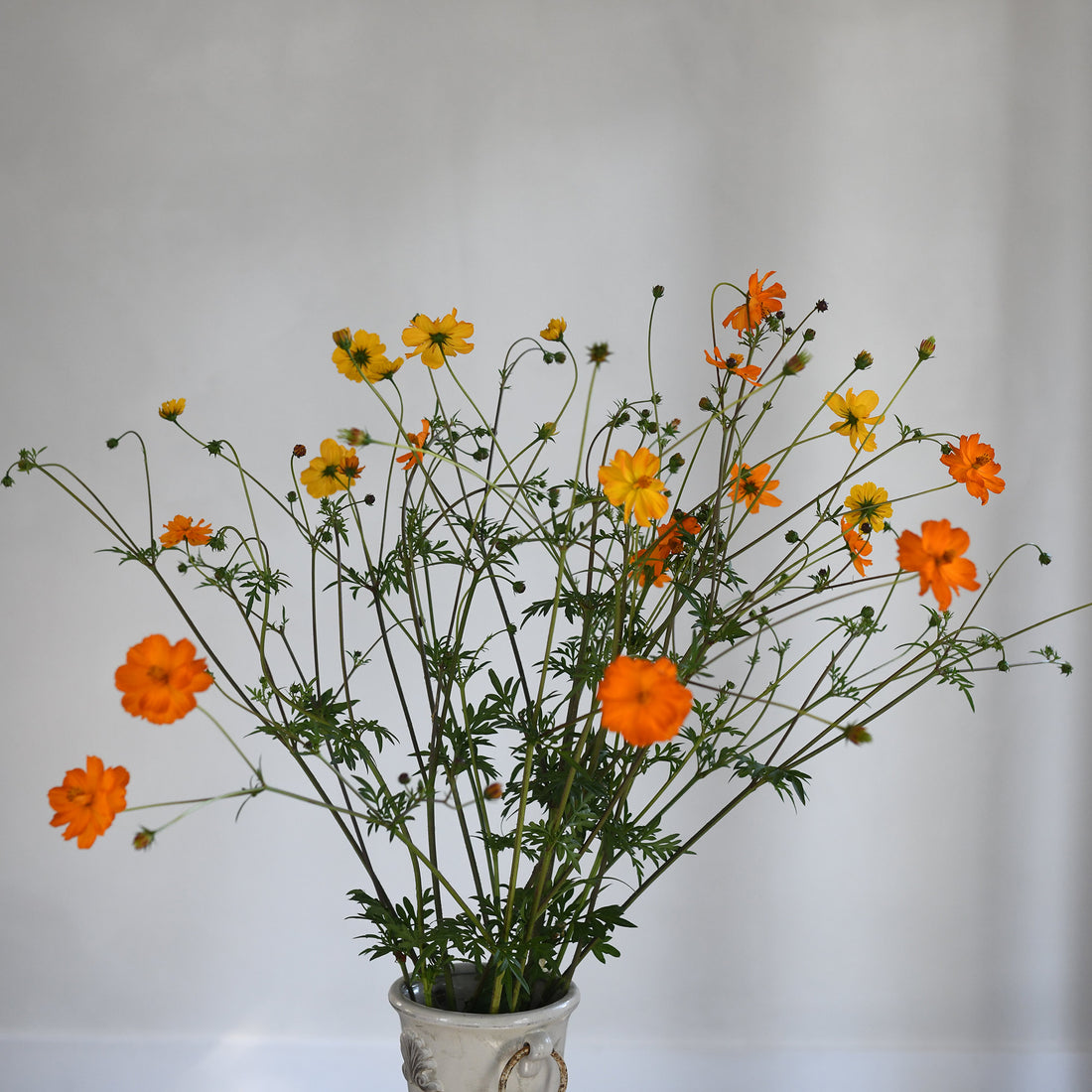 Cosmos - Sulpher Bright Lights (5 stems)