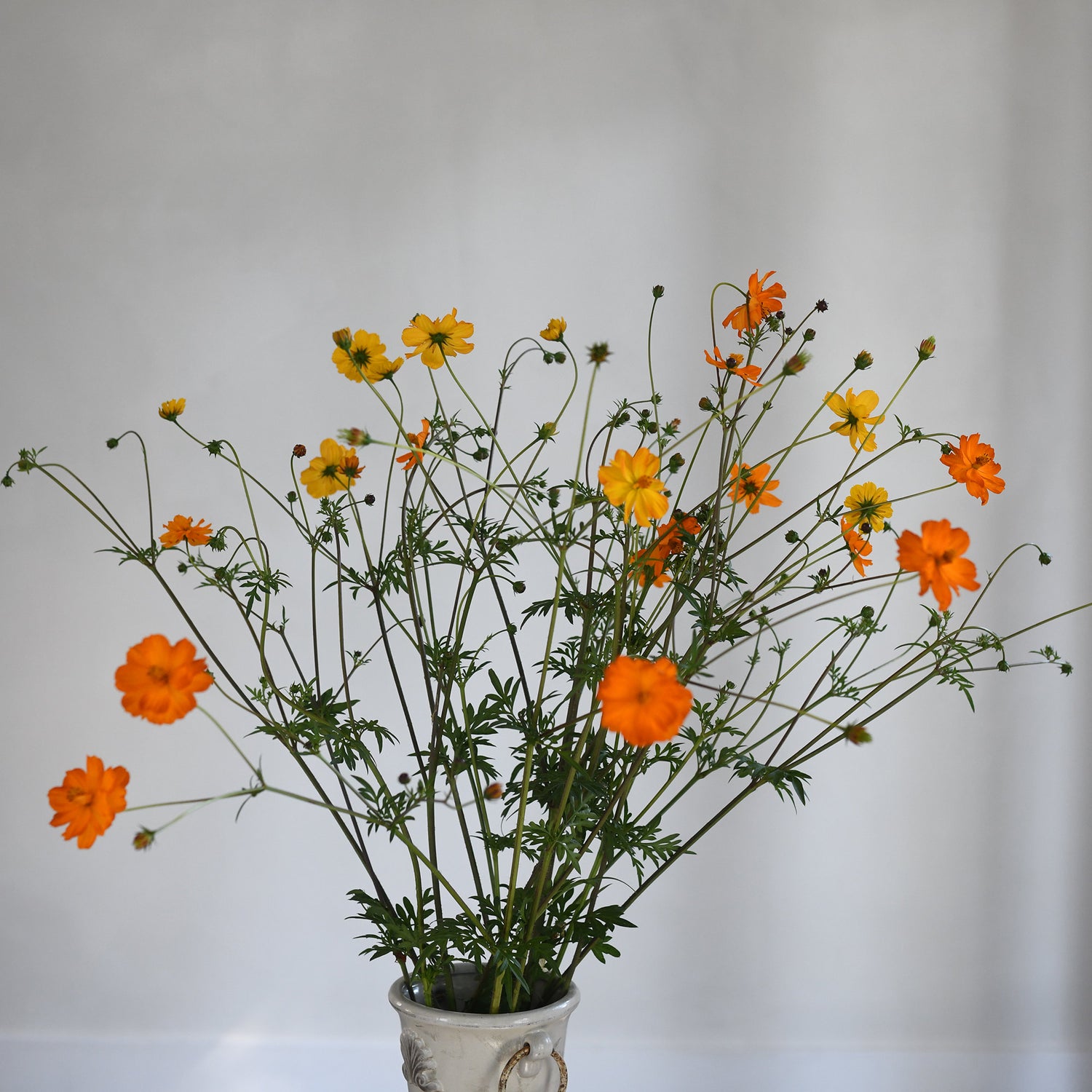 Cosmos - Sulpher Bright Lights (5 stems)