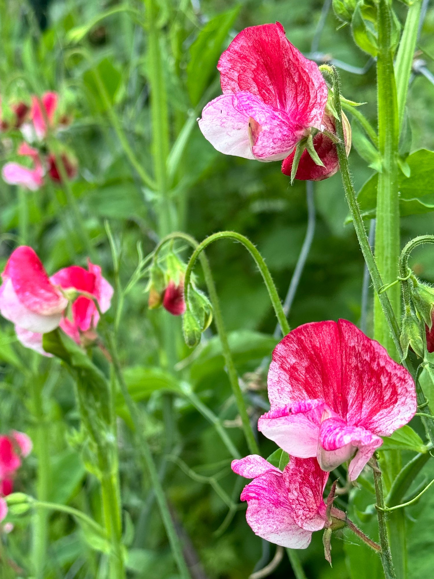 Sweet Pea, vining - Persia (5 stems)