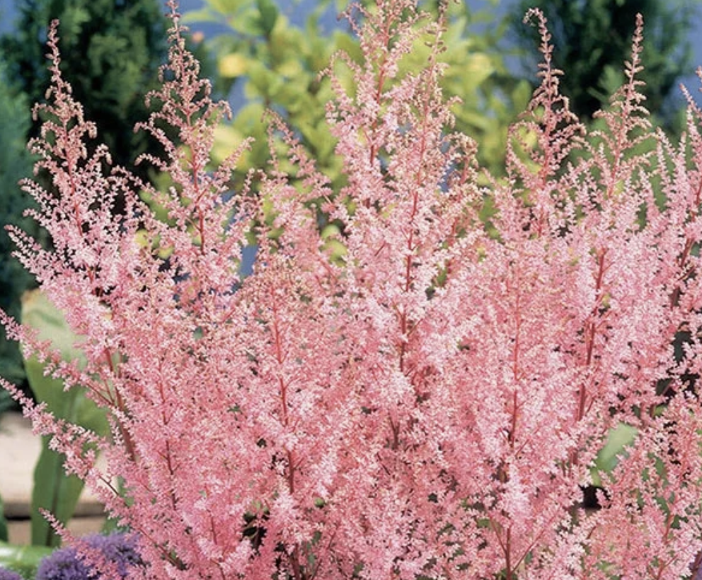 Astilbe - Erika (5 stems)