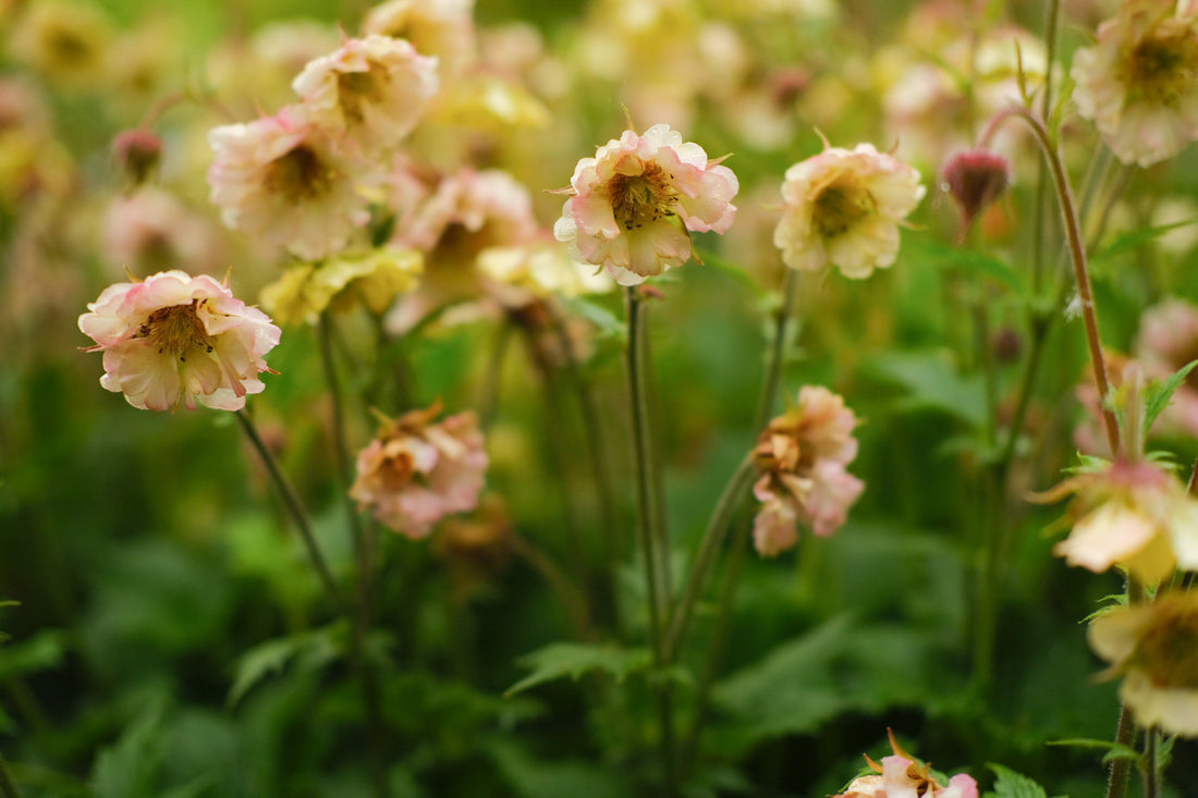 Geum - Pretticoats Peach