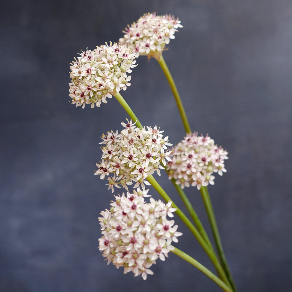 Allium - Silver Spring