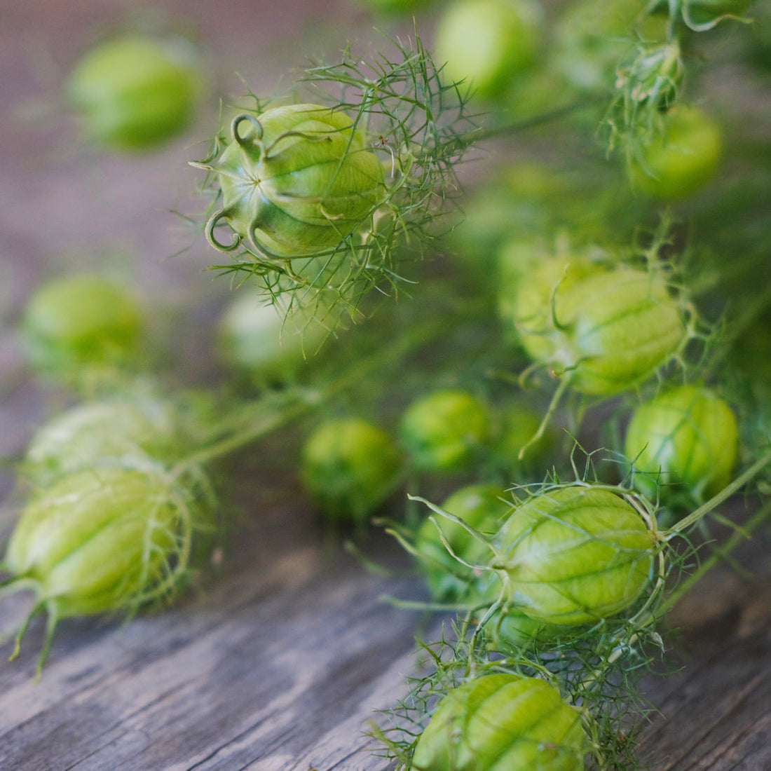 Nigella Pods - Green