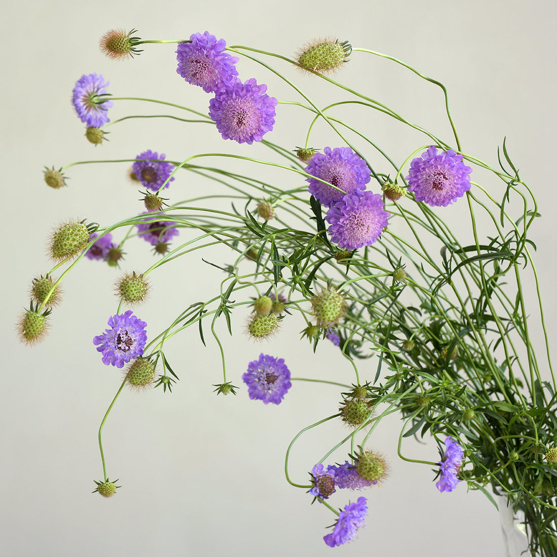 Scabiosa - Oxford Blue with seed pods