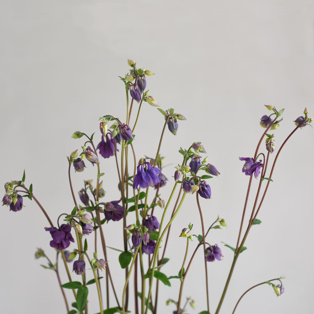 Aquilegia - Single Purple