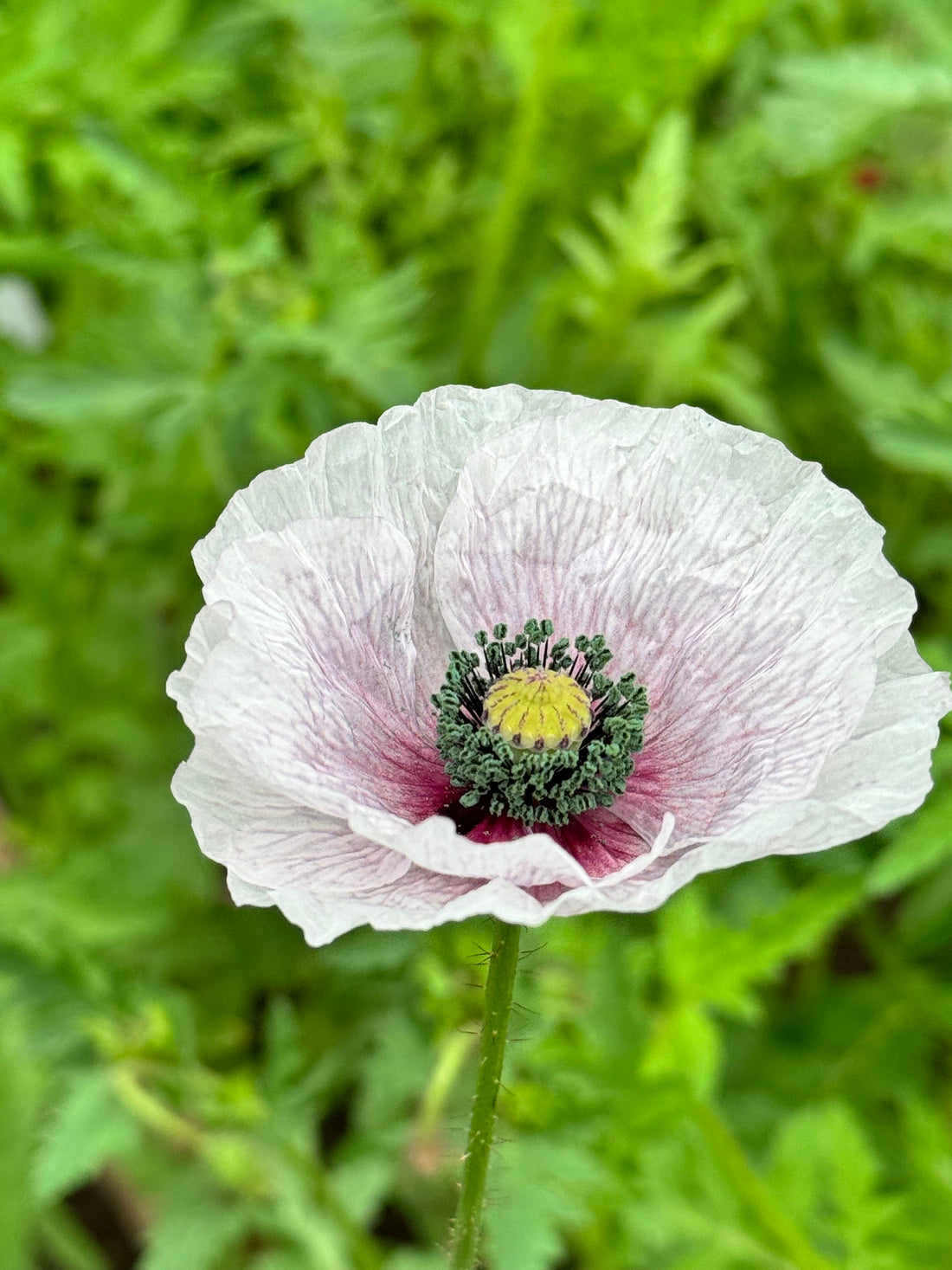 Poppy - Mother of Pearl (5 stems)