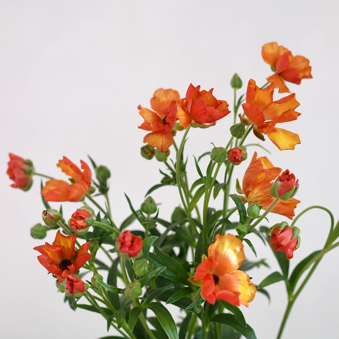 Ranunculus Butterfly - Minoan