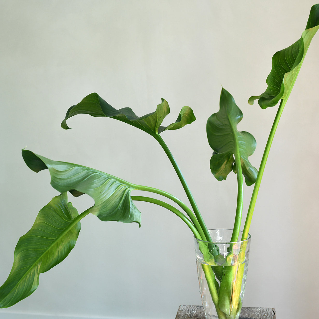Calla Lily Leaf