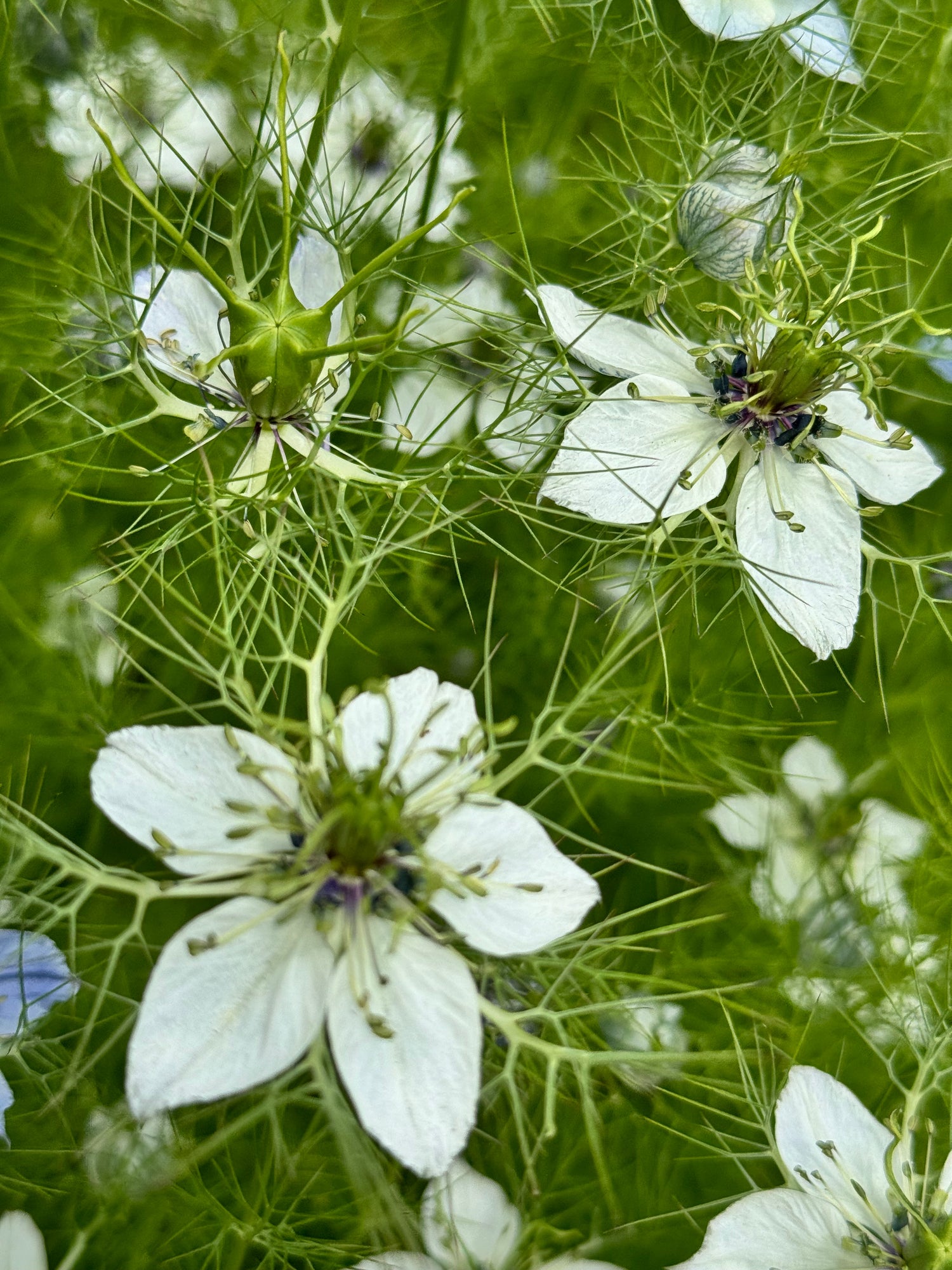 Nigella - White with blueish centre (10 stems)