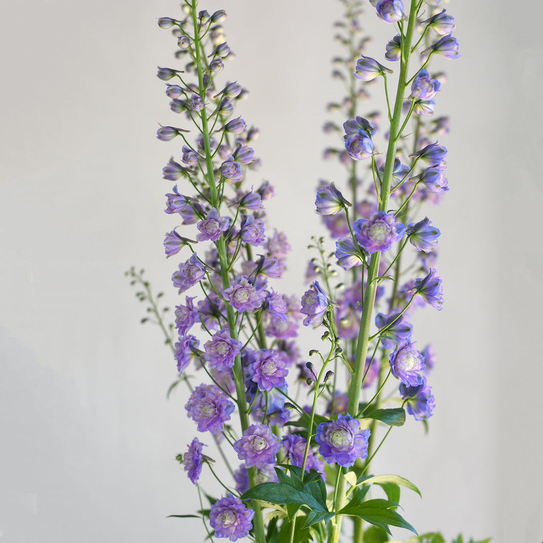 Delphinium Highlander Bolero