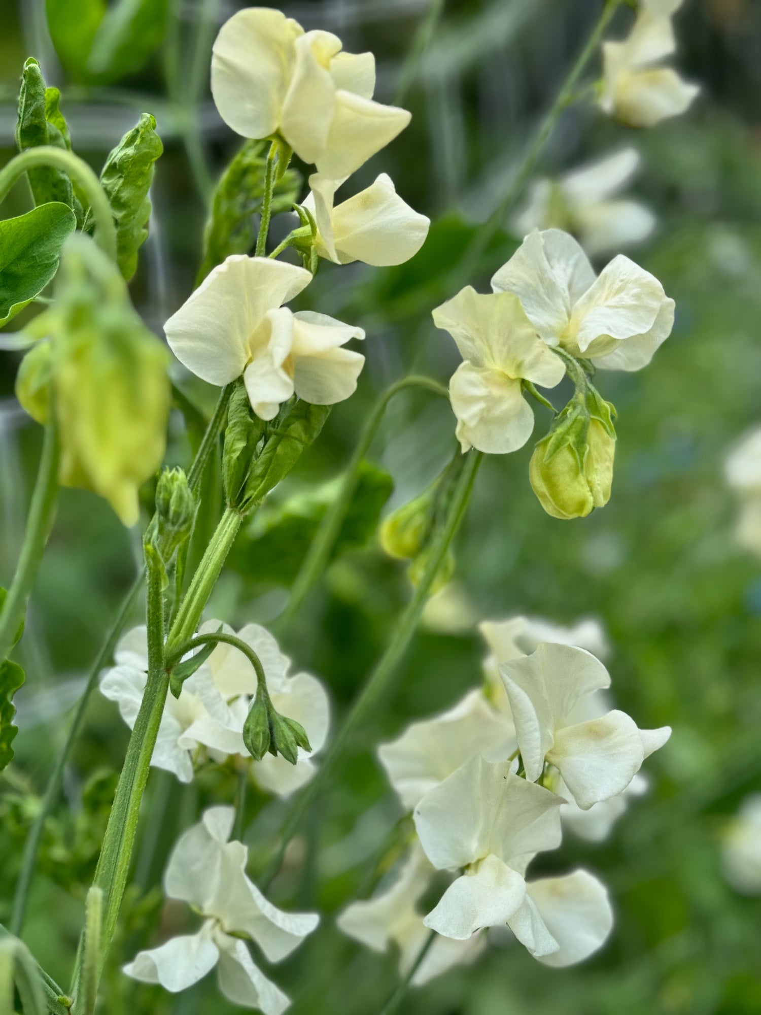 Sweet Pea, vining - Jilly (5 stems)