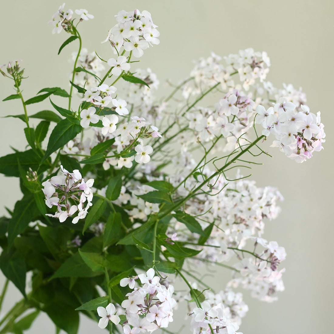 Hesperis Matronalis - Pale Lavender