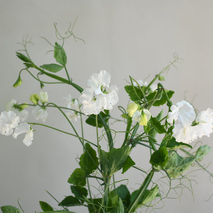 Sweet Pea, vining - Wild Swan