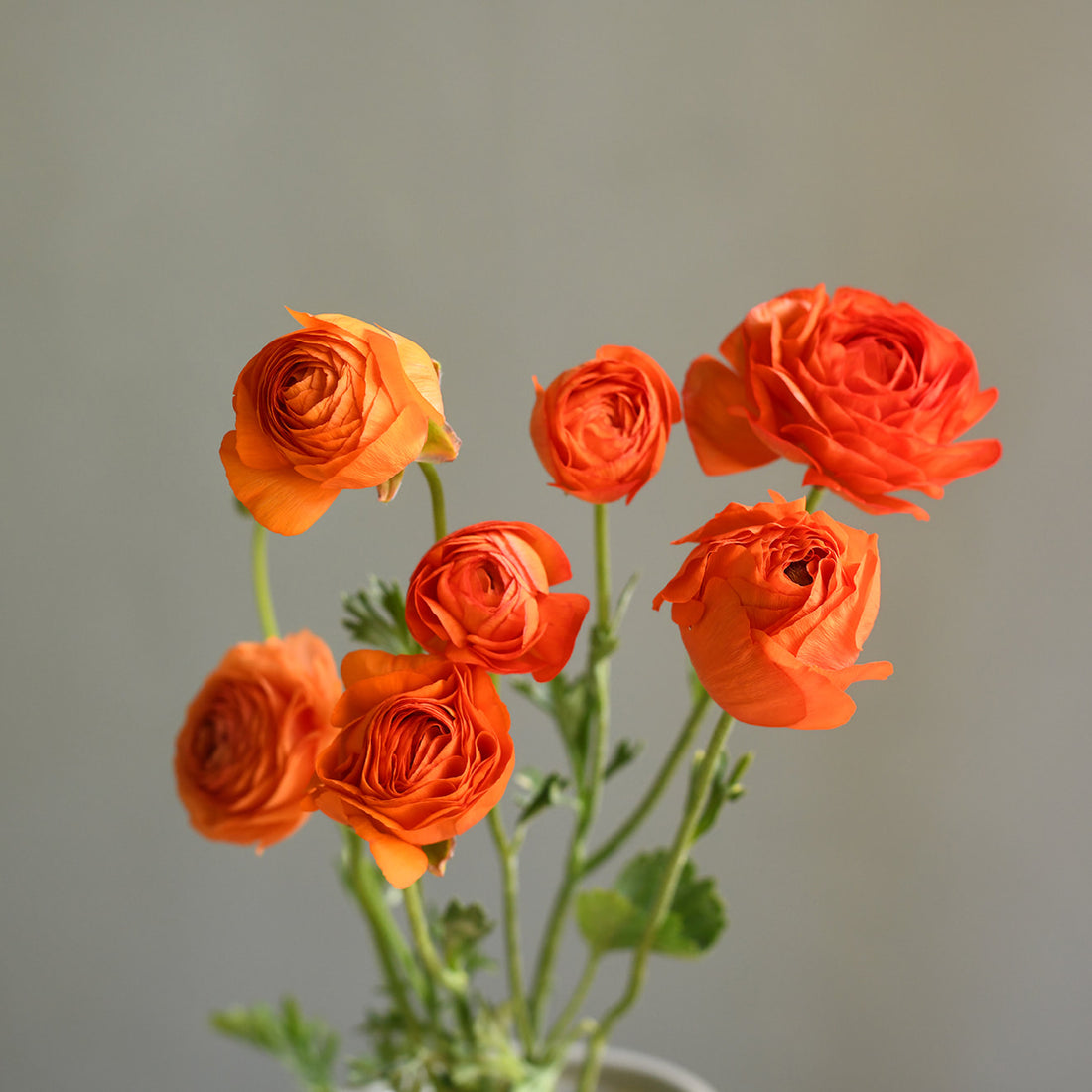 Ranunculus - Elegance Clementine