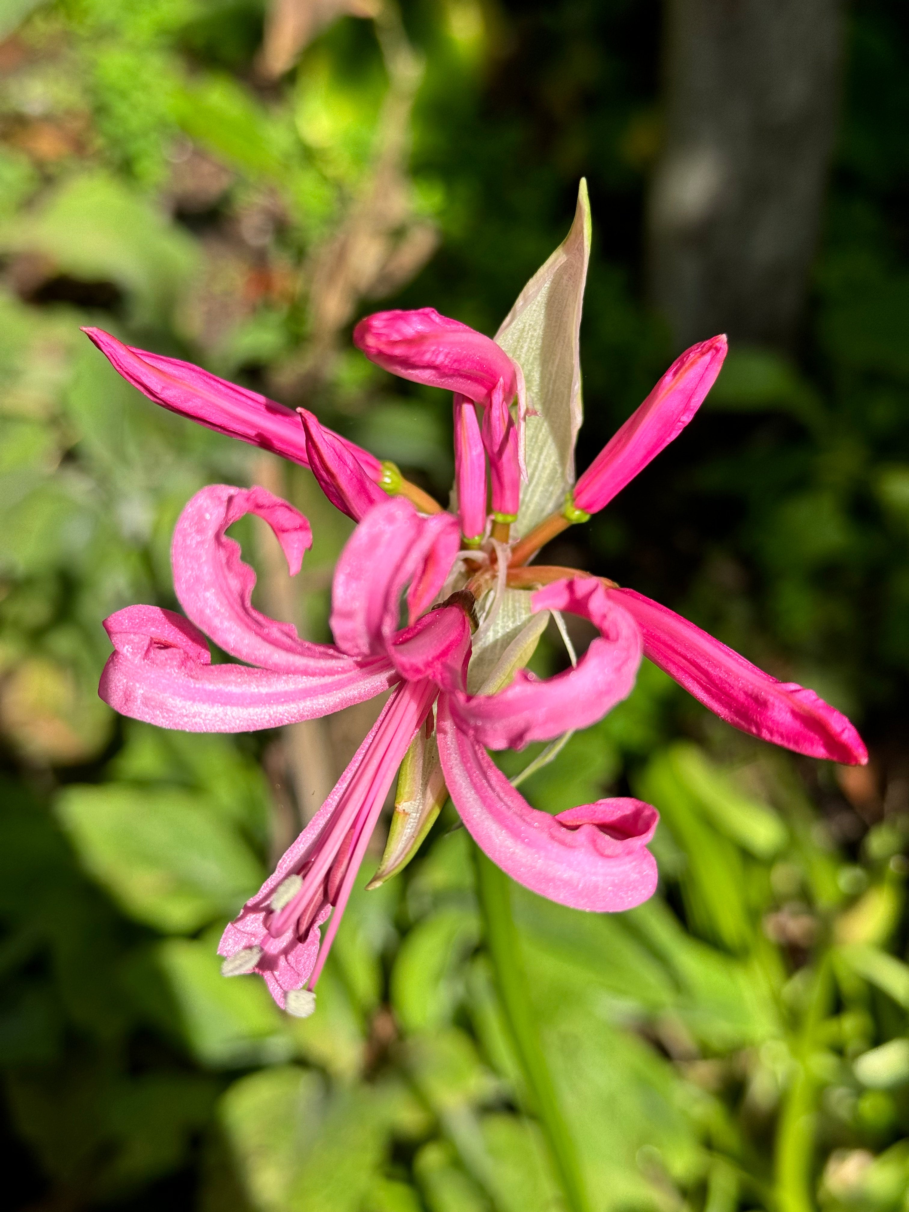 Nerine - Pink (5 stems)