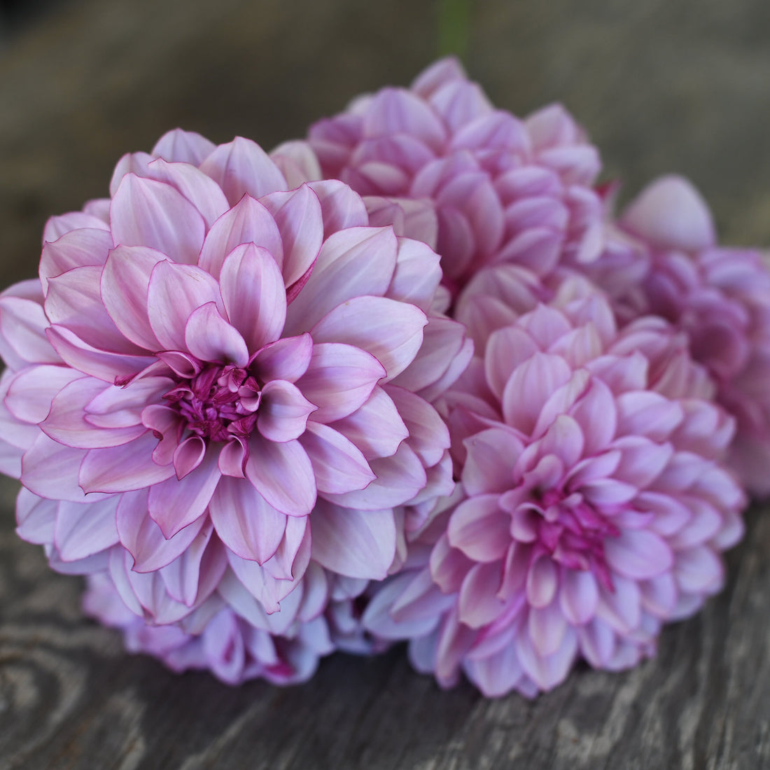 Dahlia - Crème de Cassis