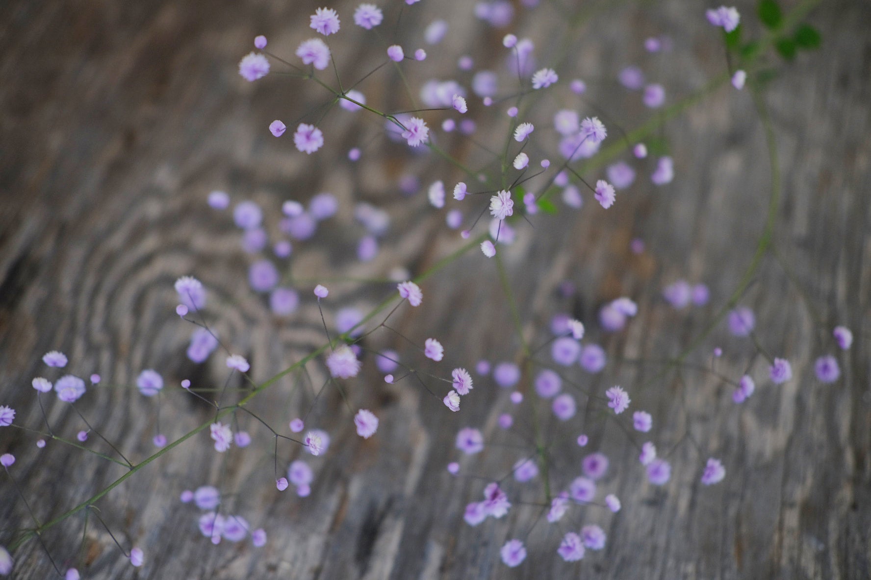 Thalictrum - Delavayi Hewitt&