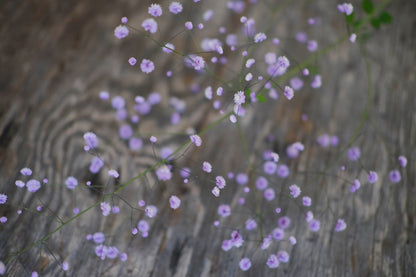 Thalictrum - Delavayi Hewitt&