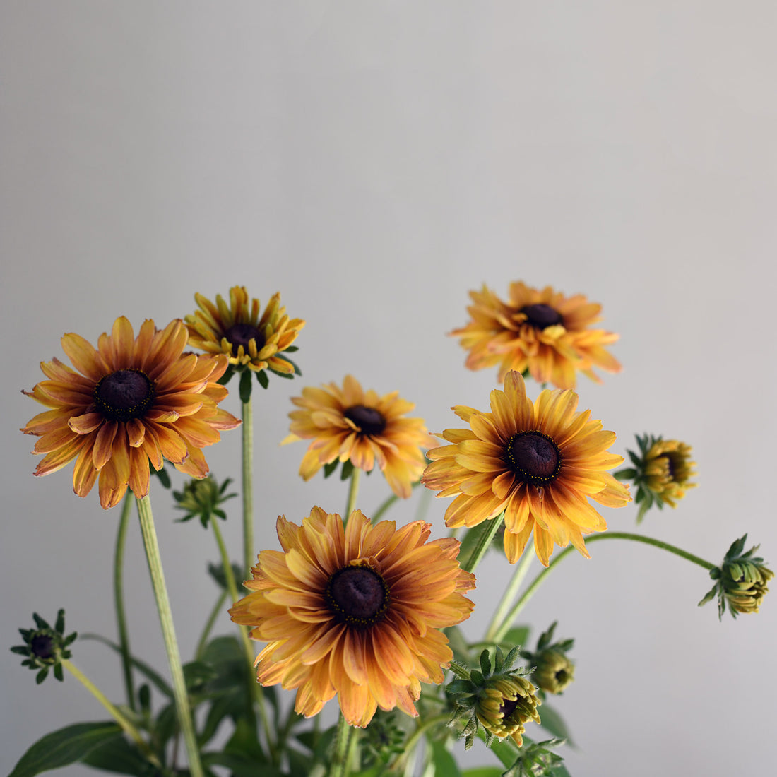 Rudbeckia - Sahara