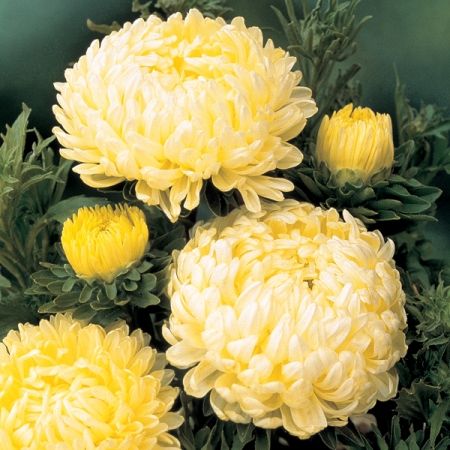 Aster - Tower Yellow