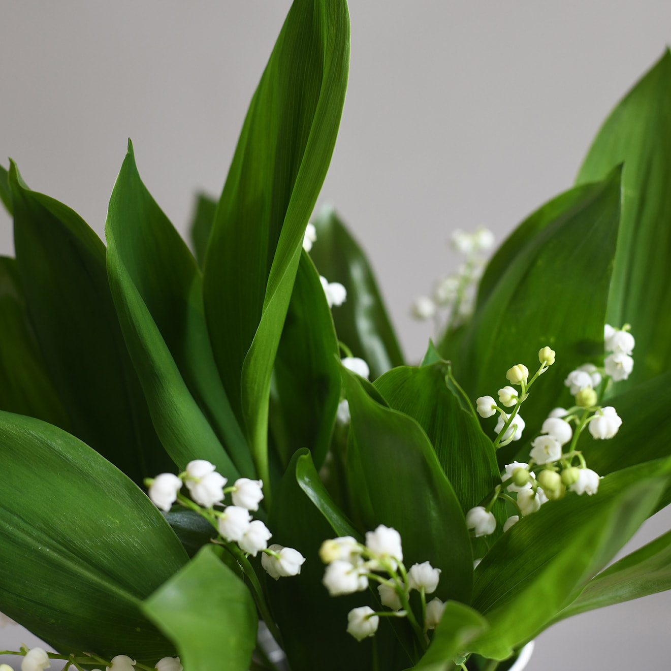 Lily of the Valley - White