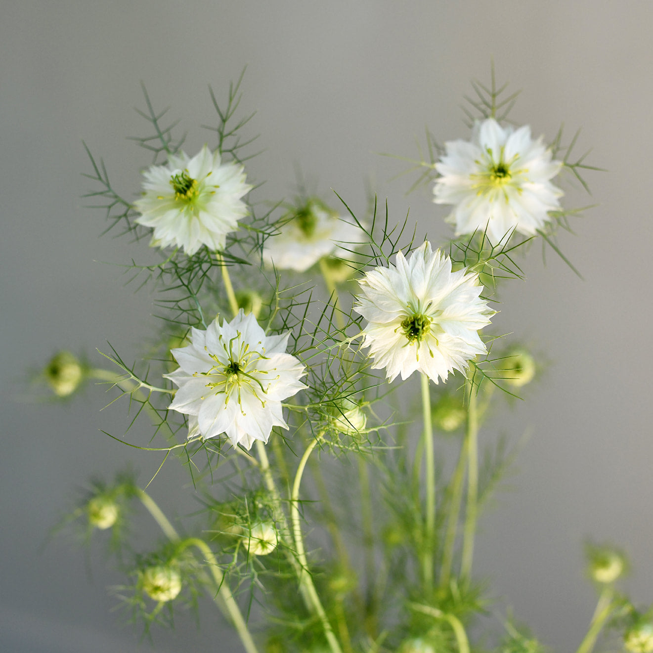 Nigella - Albion White