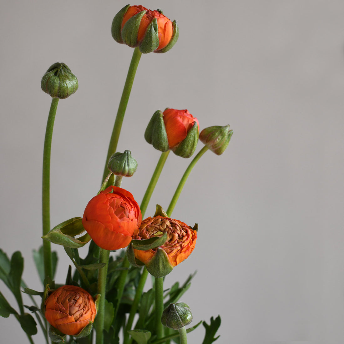 Ranunculus - La Belle Dark Orange