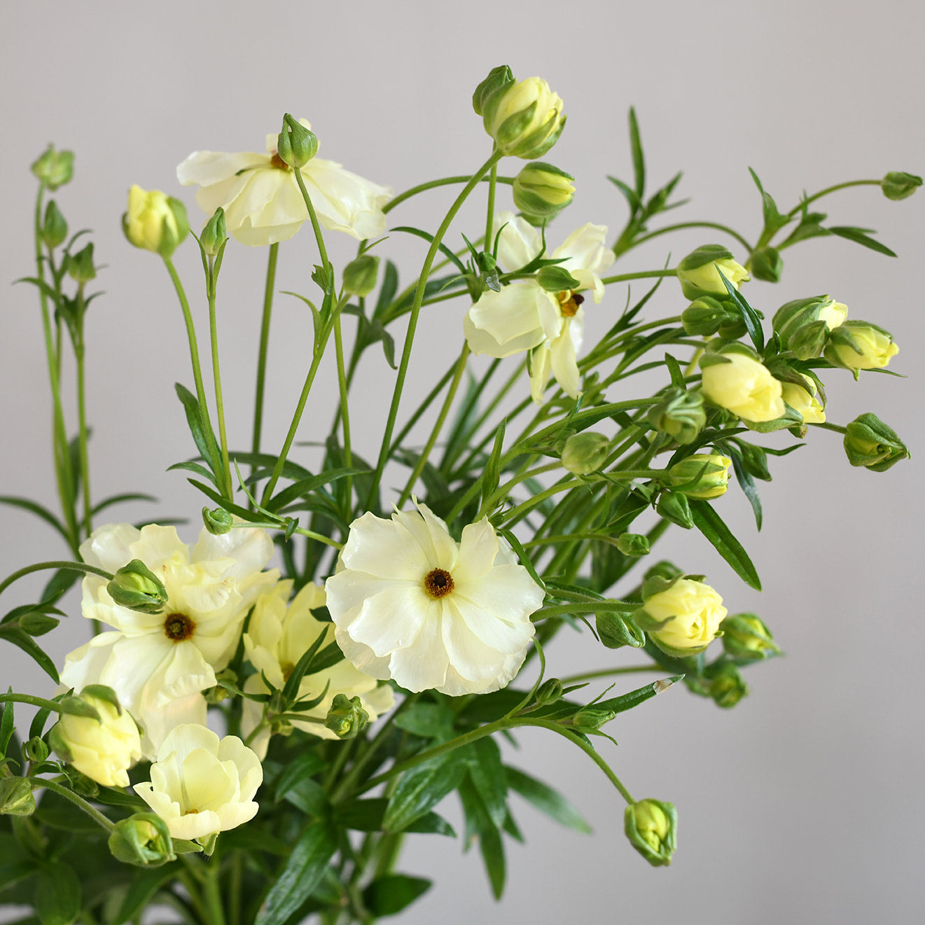 Ranunculus Butterfly - Litai