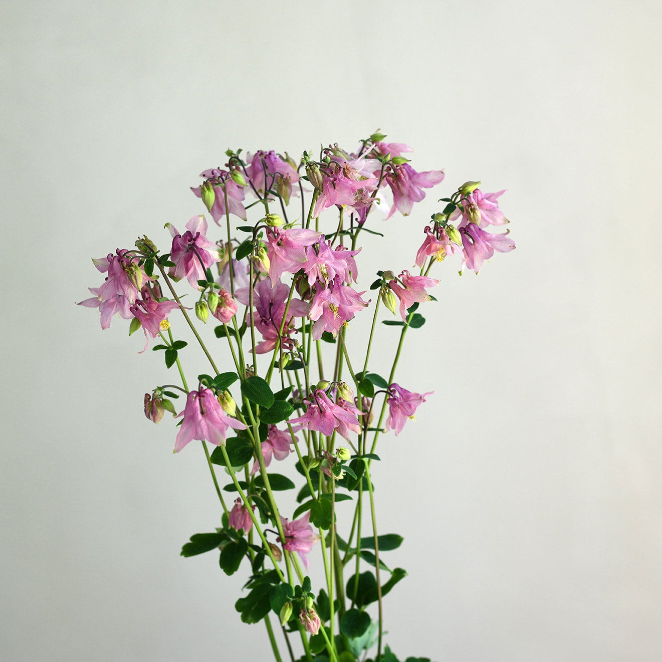 Aquilegia - Pink