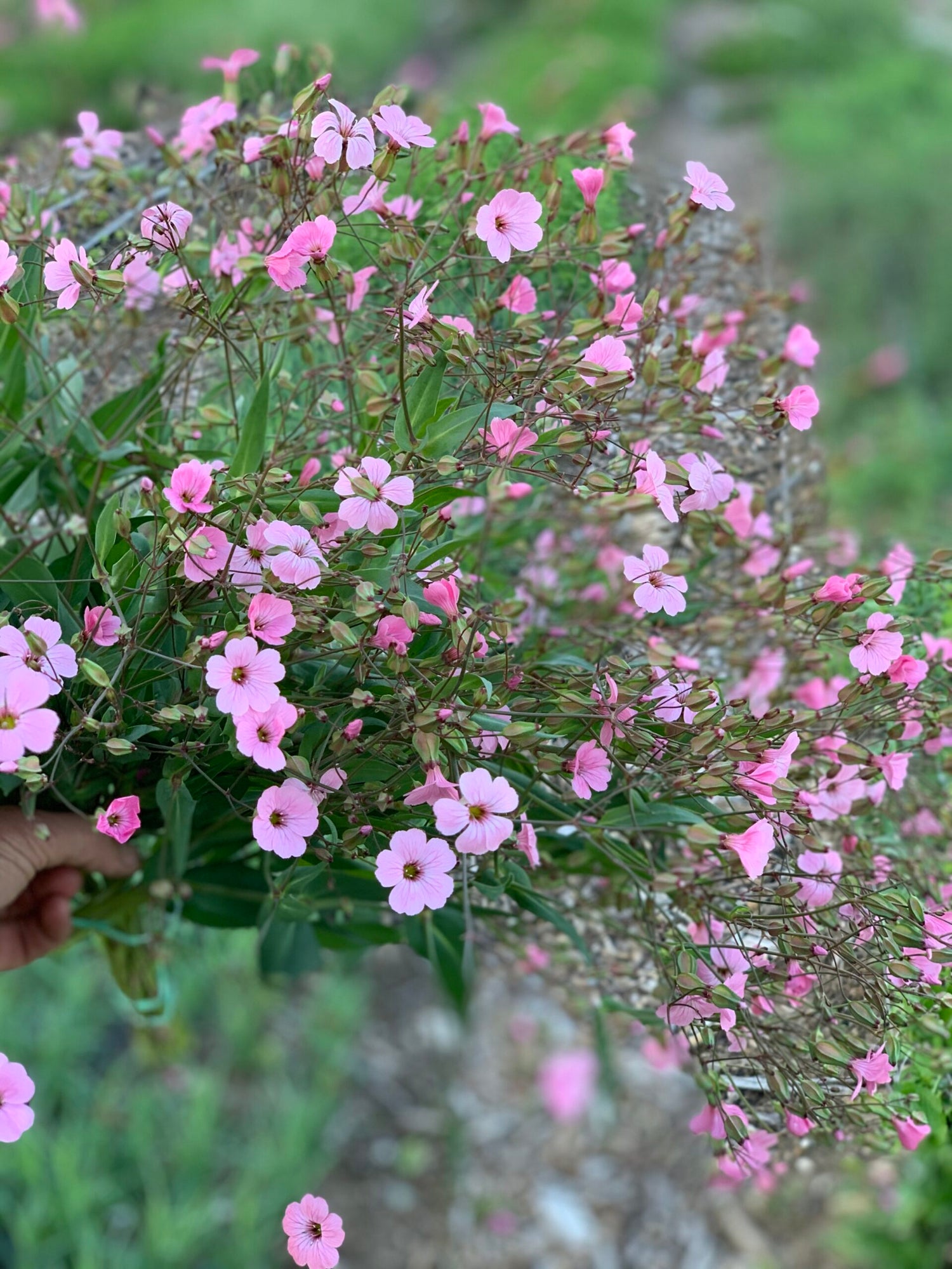 Saponaria - Pink Beauty