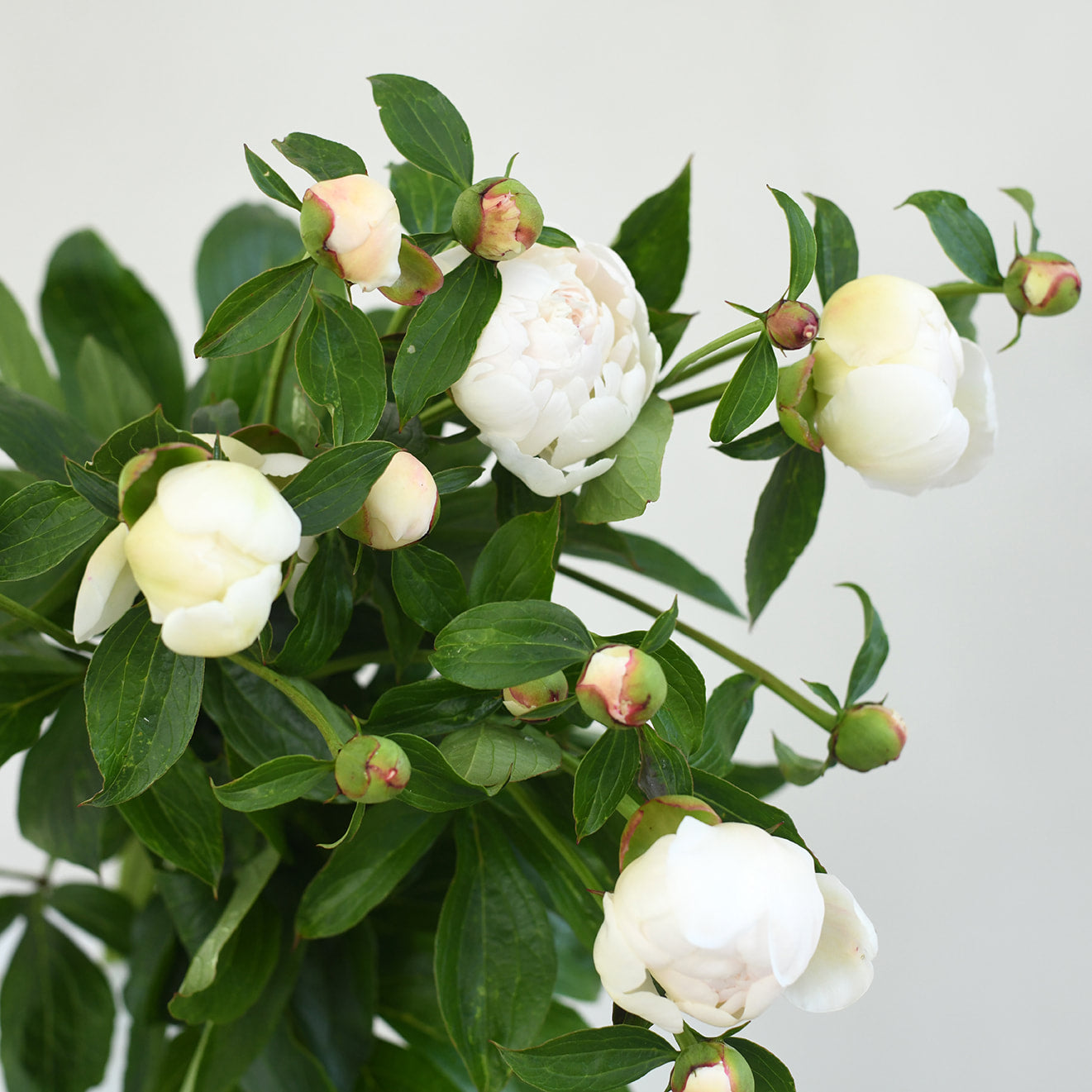 Peony - Bowl of Cream