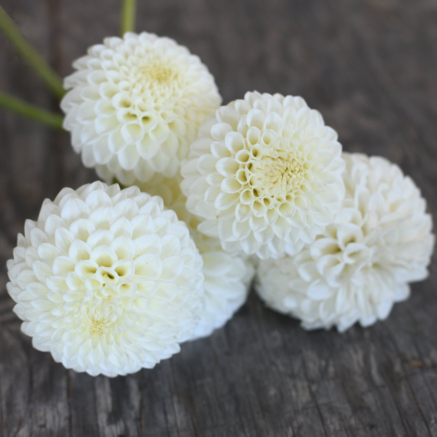 Dahlia - L&