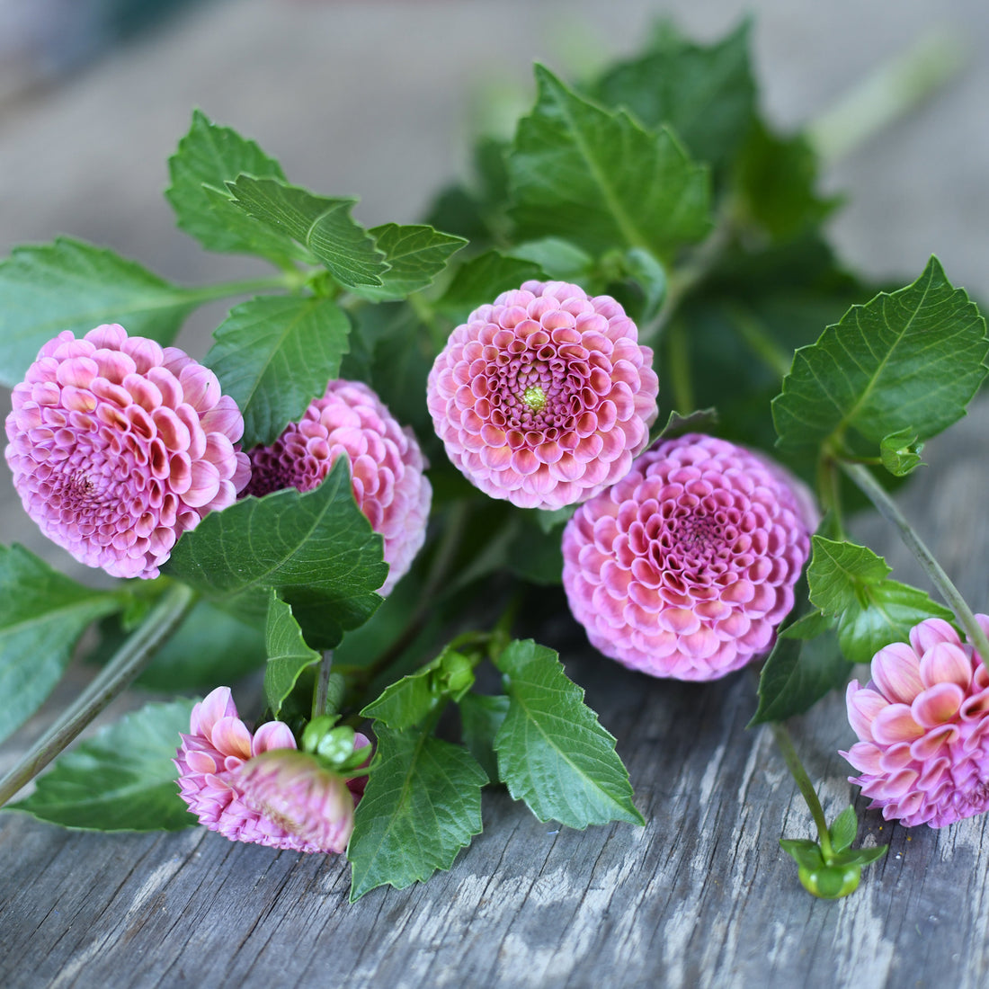 Dahlia - Koko Puff