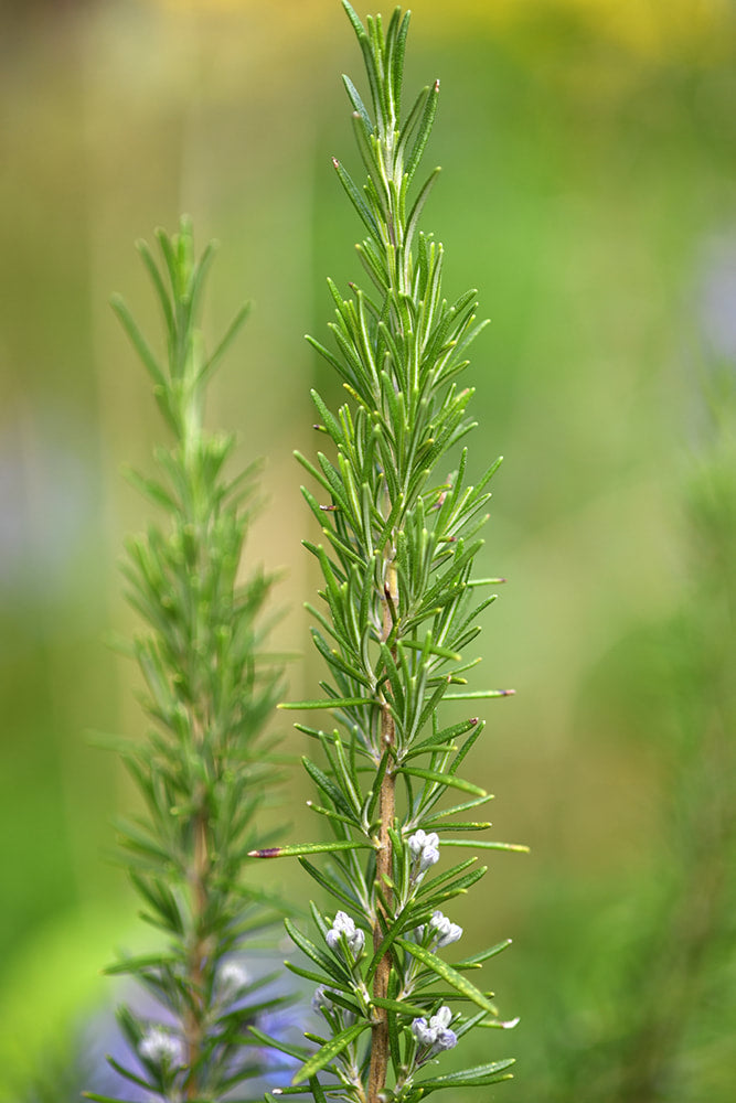 Rosemary
