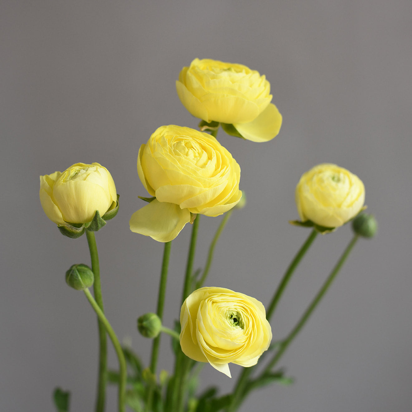 Ranunculus - La Belle Cream