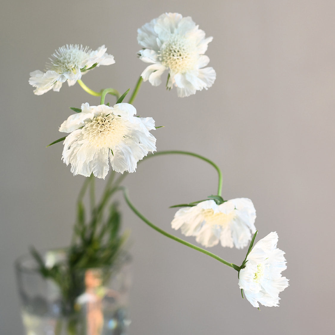 Scabiosa - Fama White