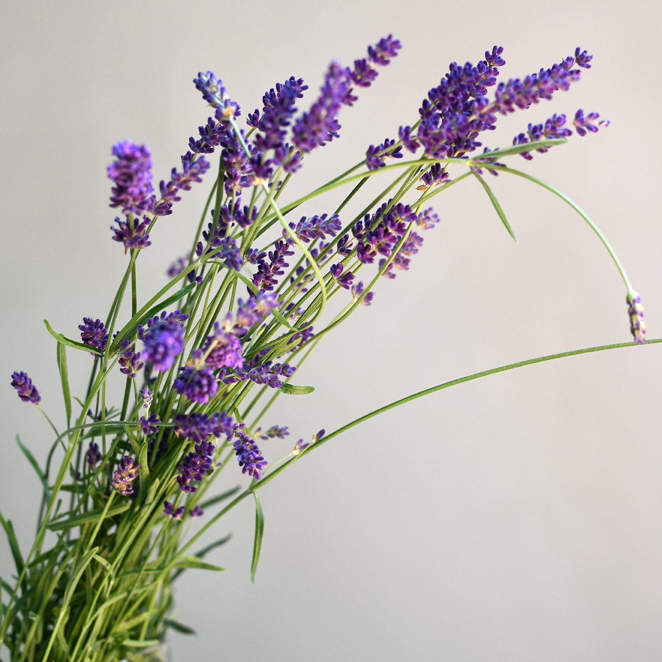 Lavender - Hidcote Blue