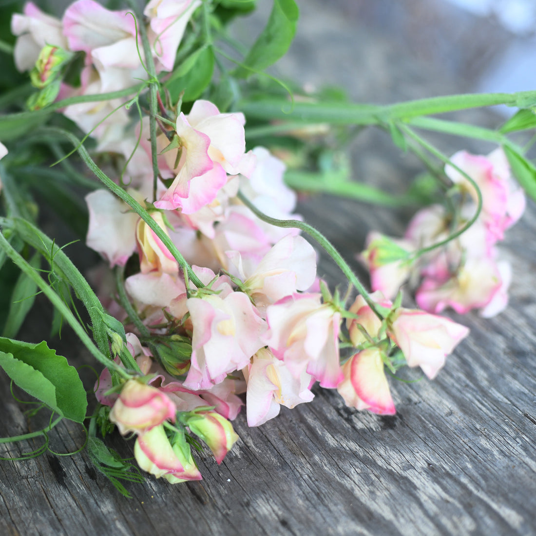 Sweet Pea, vining - Mollie Rilstone