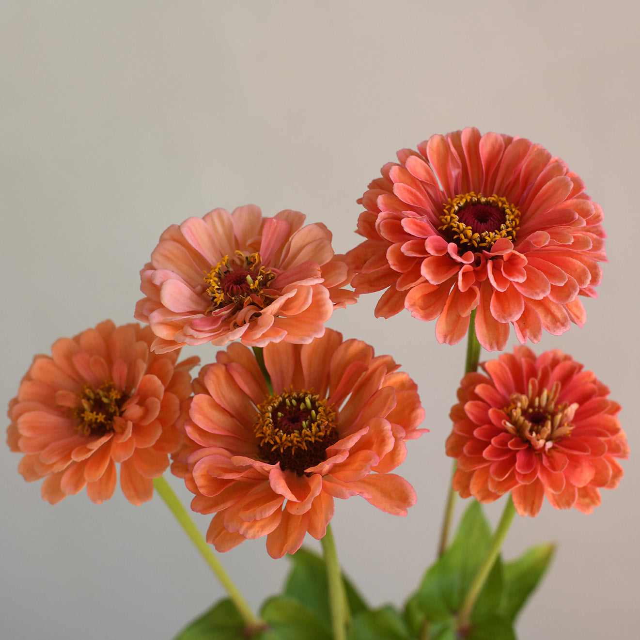 Zinnia - Benary&