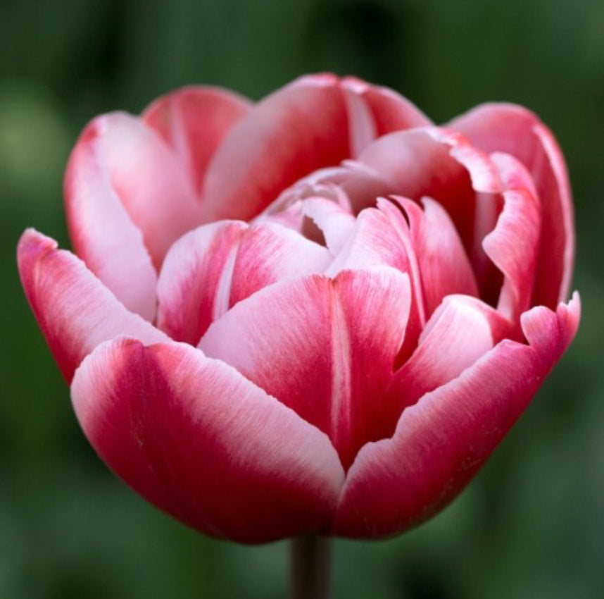 Tulip - Drumline