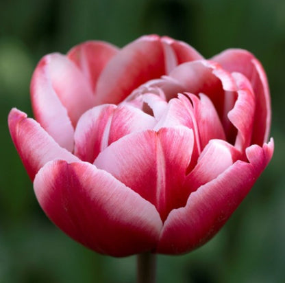 Tulip - Drumline