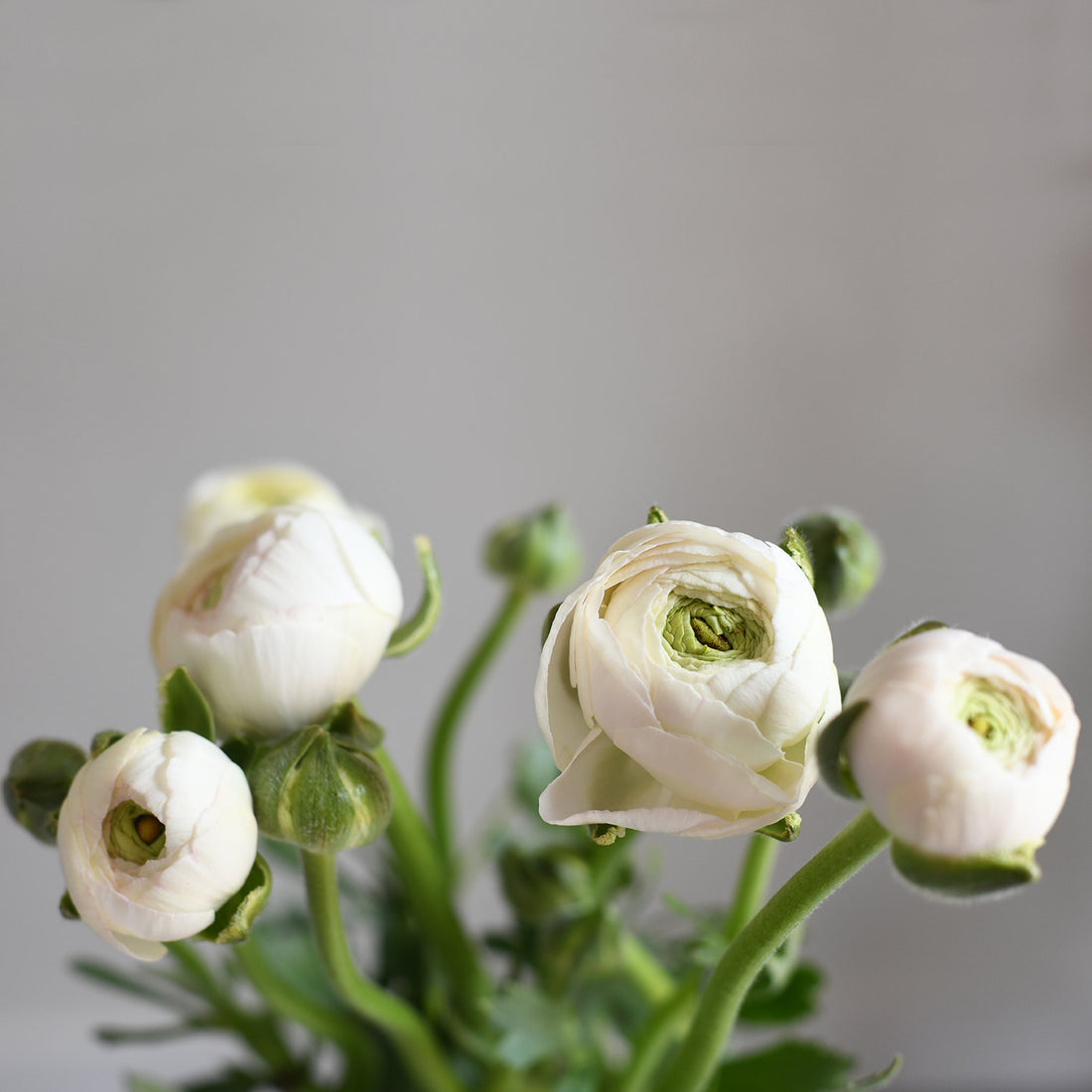 Ranunculus Cloni - Success Hanoi