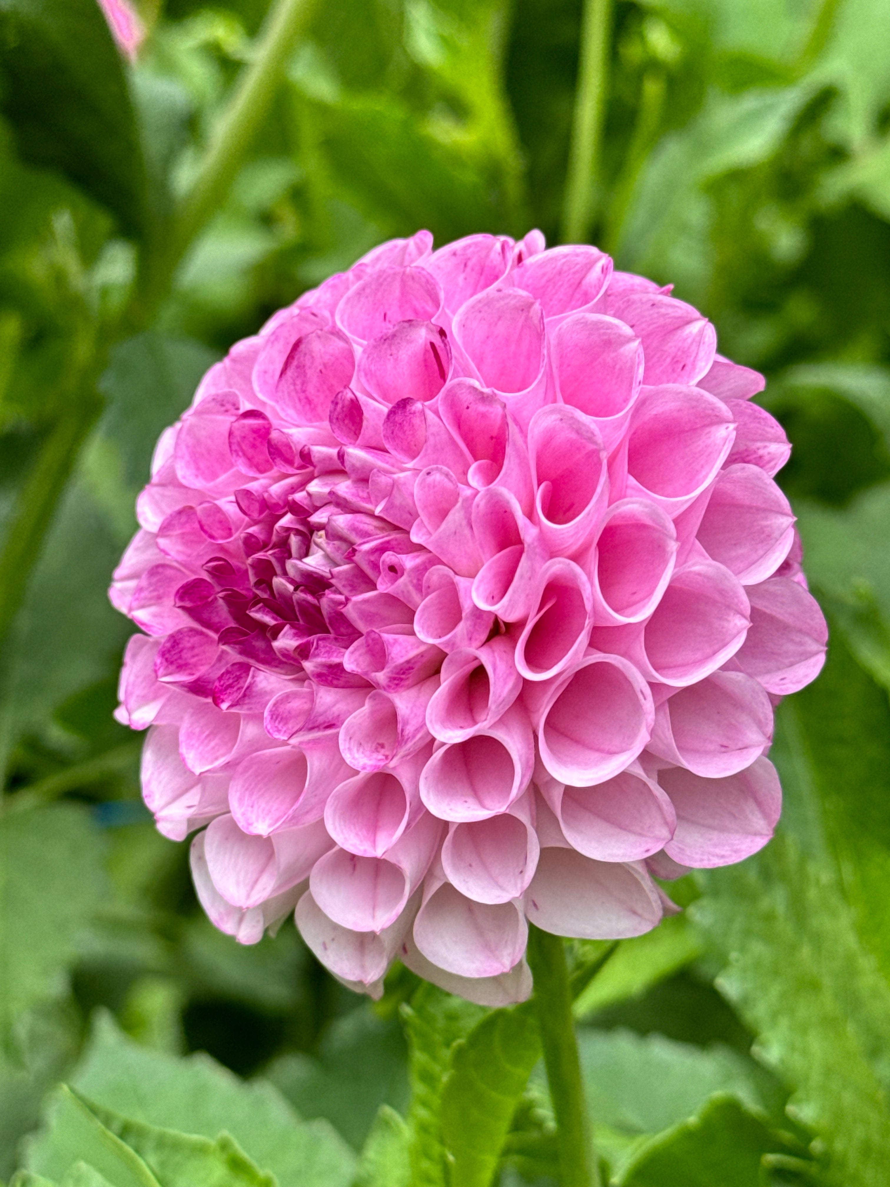 Dahlia - light pink (5 stems)