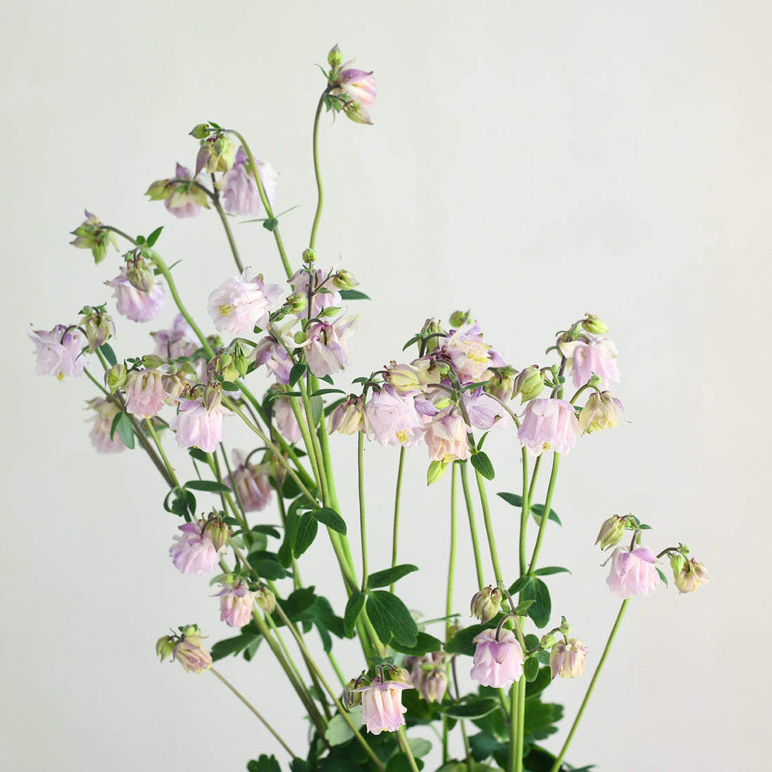 Aquilegia - Light Pink