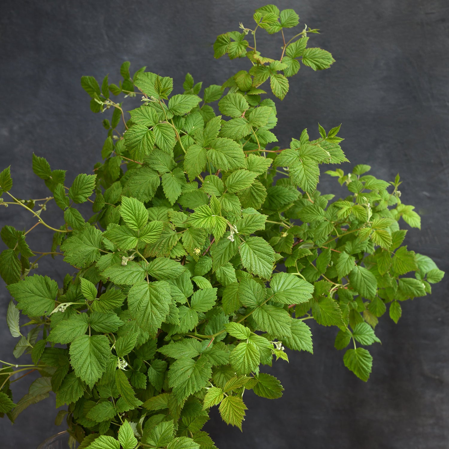 Raspberry foliage XL